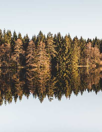 Bäume spiegeln sich im Wasser