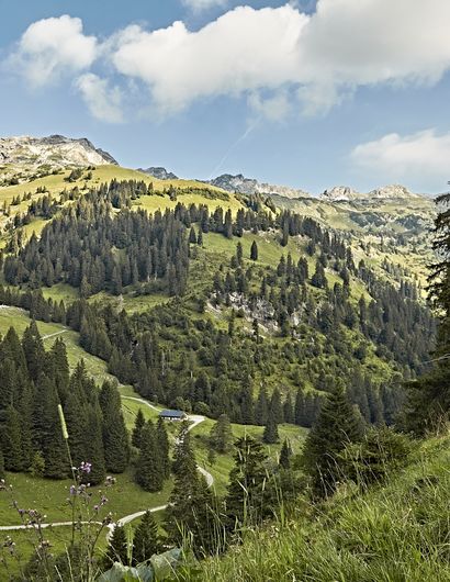 Landschaft mit Tannen, Wiesen und Berggipfeln